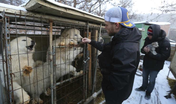 Gus Kenworthy adopta cachorro que sería alimento en Corea del Sur